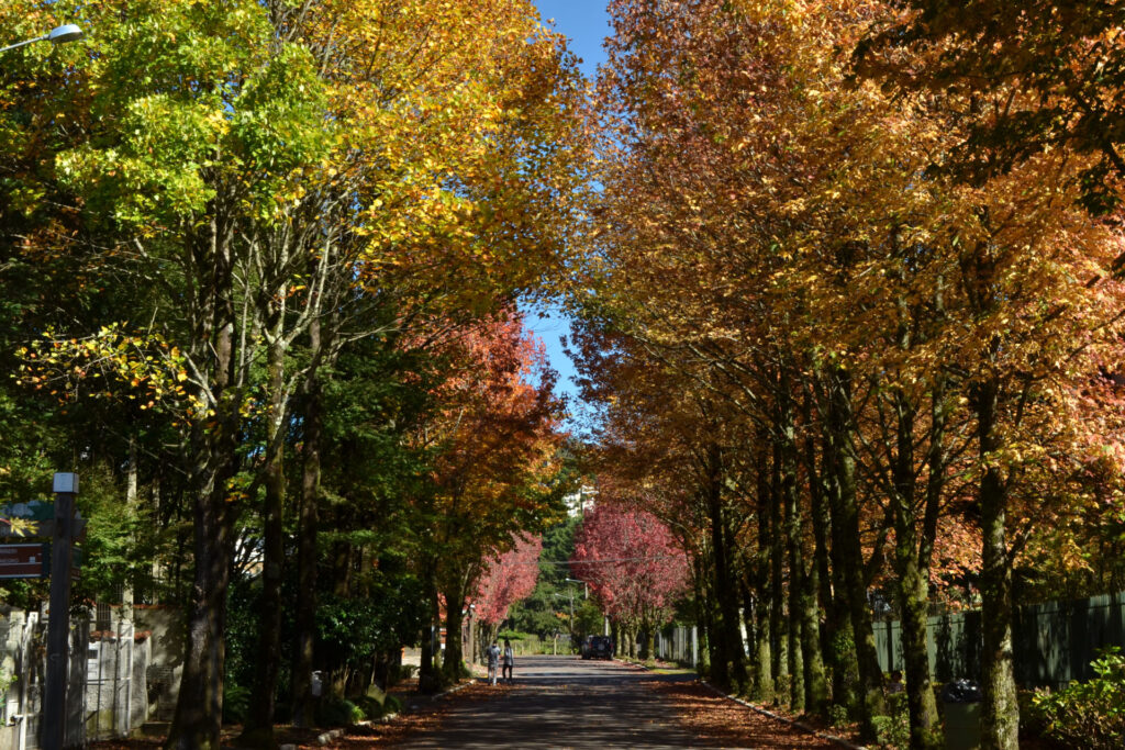 Outono em Gramado